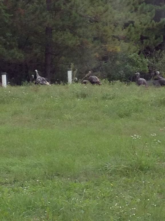 turkeys