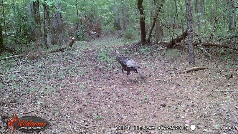 trail cam 8