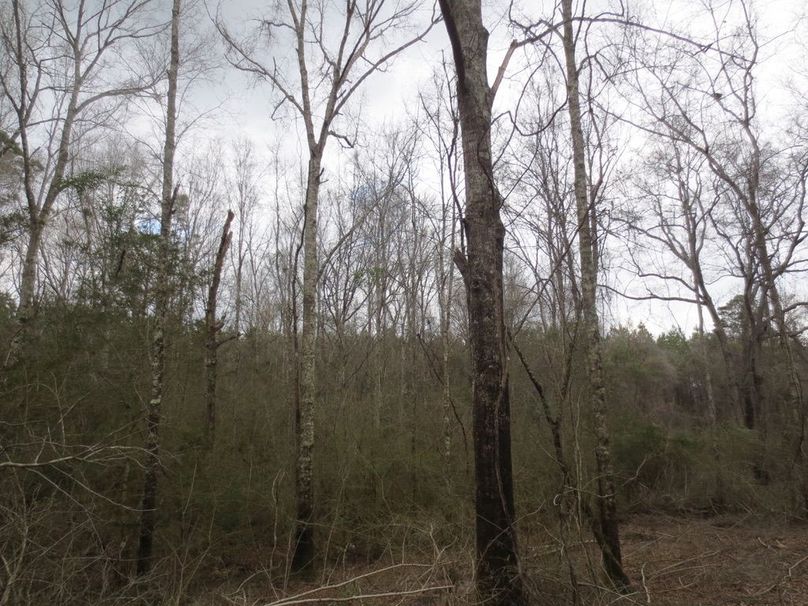 798C0383-7C0E-47E9-BA86-50E8864C195A_1_105_c