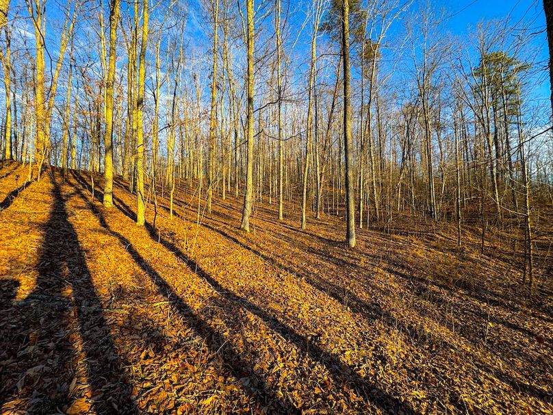 Roane, WV 100.12 AC Tree Line-37