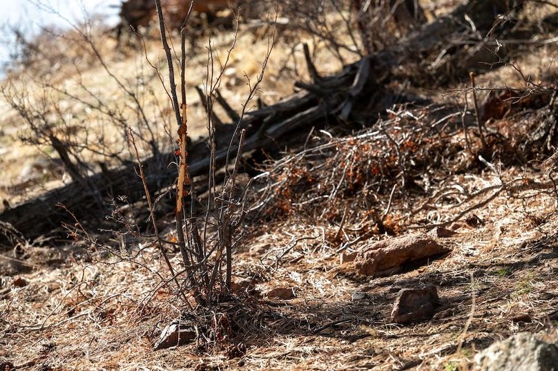 065 - Mule Deer Bed_Rub