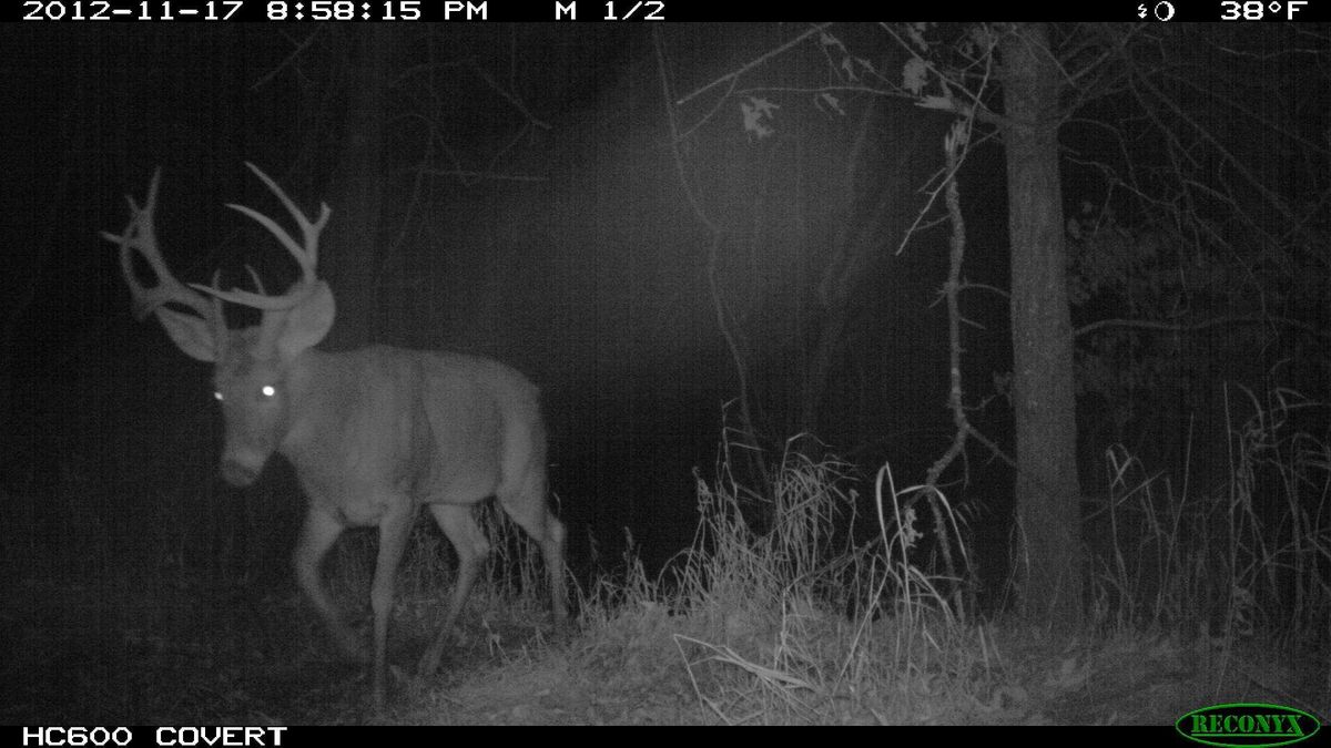 Spectacular Habitat With Proven Trophy Boone And Crockett History Whitetail Properties