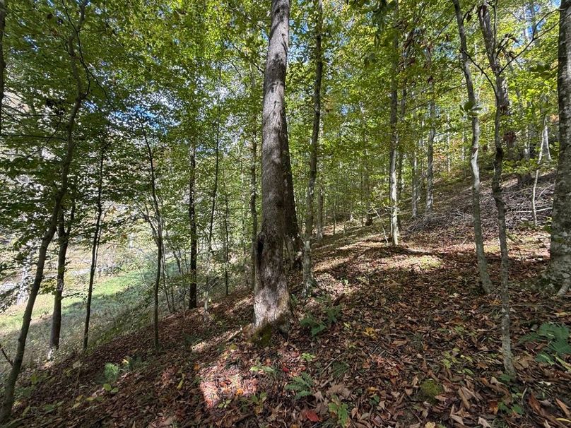 026 forested north facing slope in the east part of the property