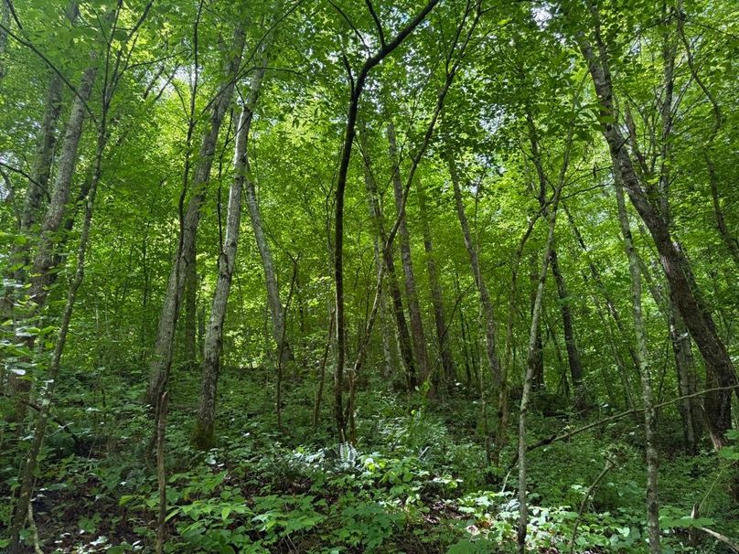 006 forested area in the northwest part of the property-2