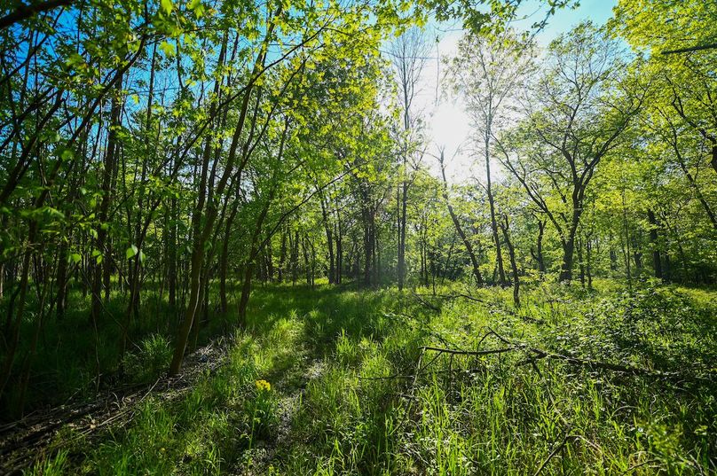 vandalia 450 (2)-3046