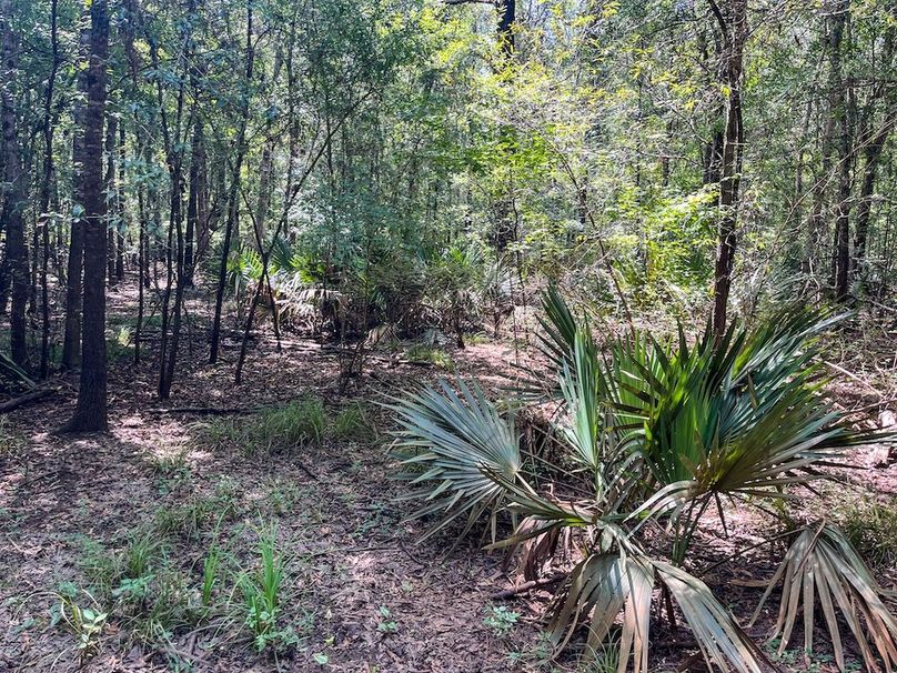 29 Leon Co. 117ac-19