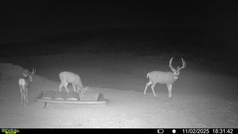 016578003984348-14-3-11022025183142-V-SYFW03499