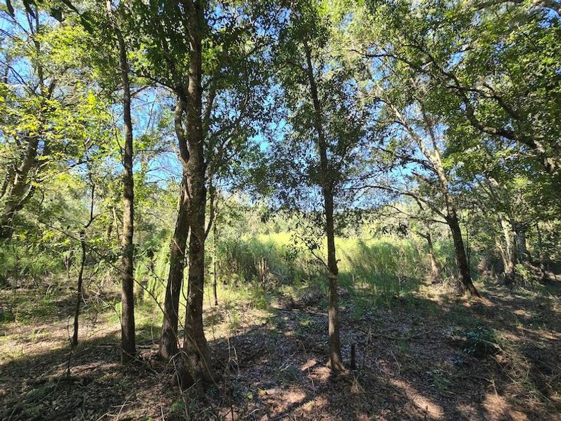 7.8ac, Citrus, Andrew Goering25