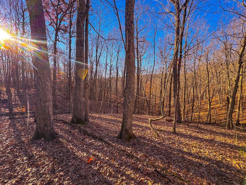 Pleasants_Wood 169.97 AC Cokeley-01