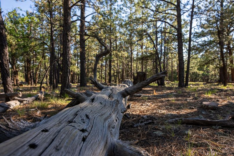 Cibola NM 13,053--83