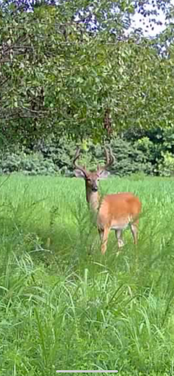 trailcam8