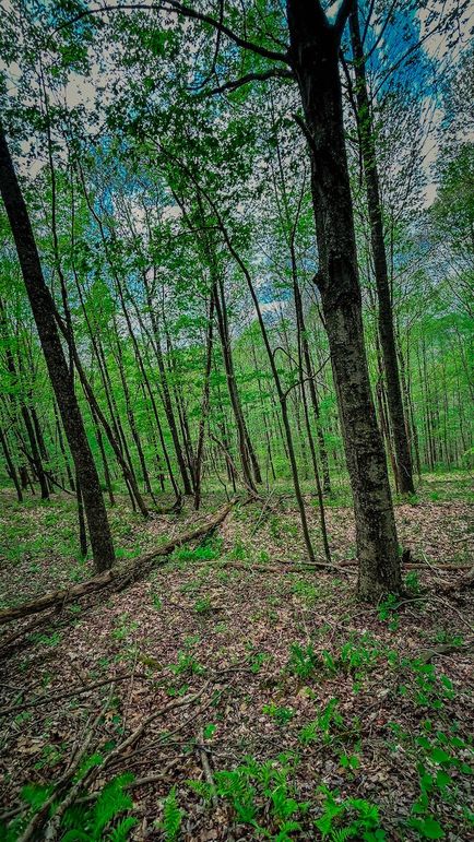 Doddridge, WV 64.69 AC Davis-19