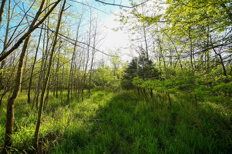 vandalia 450 (2)-3001