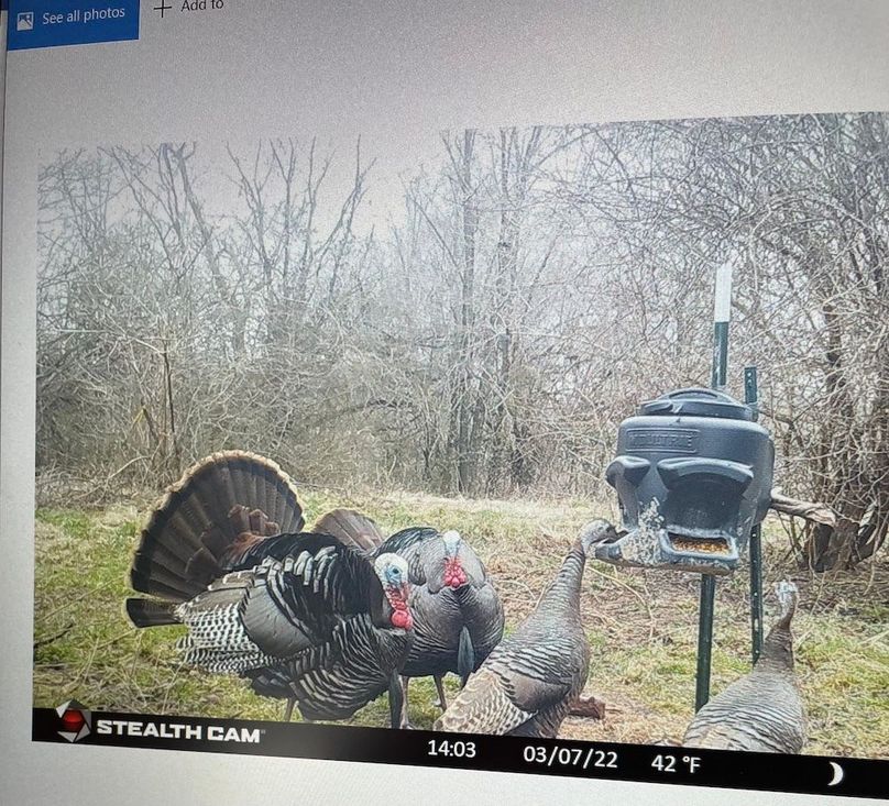 08 some anxious toms looking to get things started copy