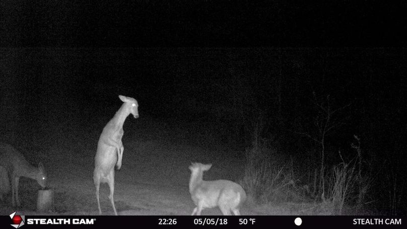 Yound buck on back legs