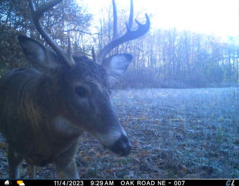 November 2023 Buck (Oak Road)