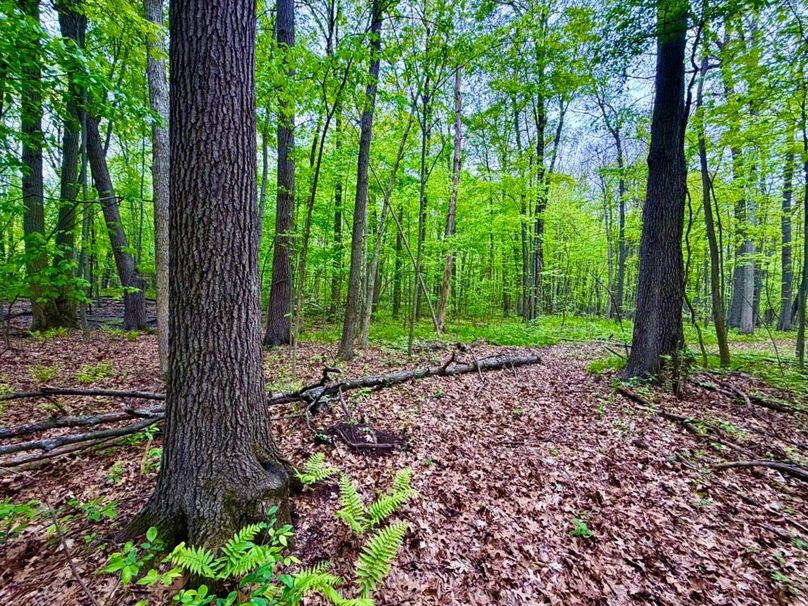 10 Trail
