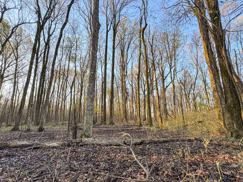 Panola 164.7 SPI Land Ventures-58