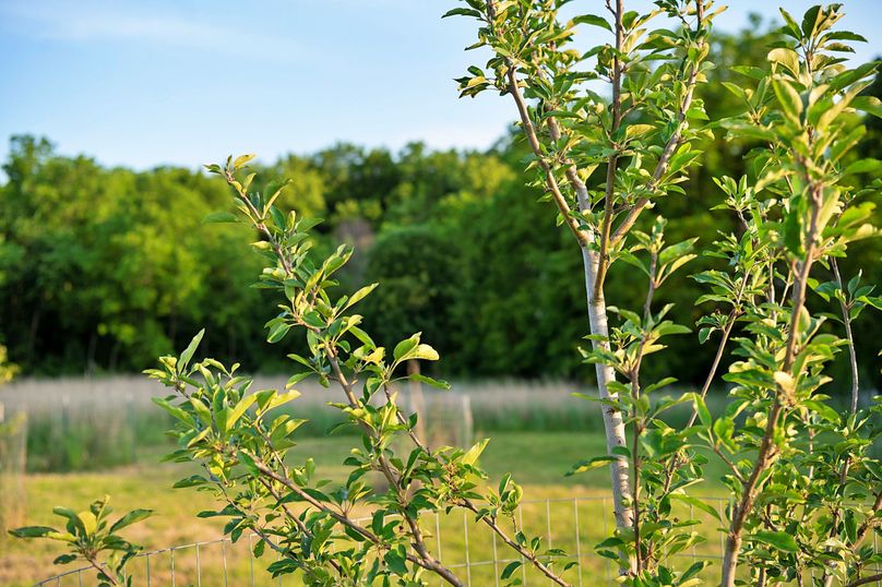 Harrison MO 480 Pro Photo_177 (12)