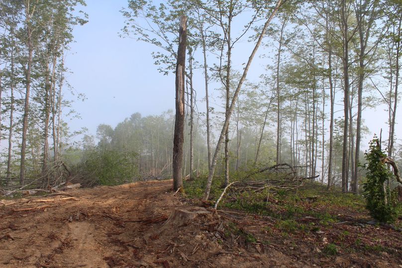 010 the open ridge top after the recent timbering.