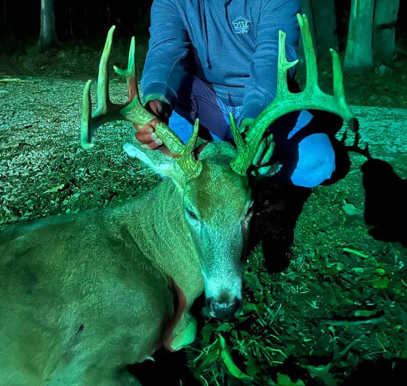 Ruston Deer 1 2