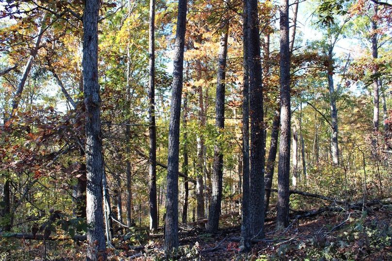 018 stand of pines and oaks mixed along a secondary point