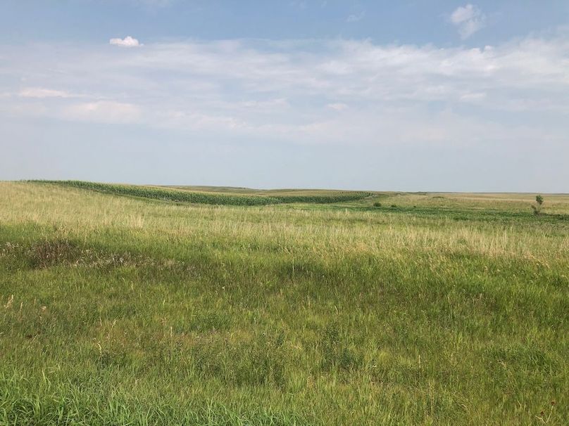 15. Looking E Corn Field