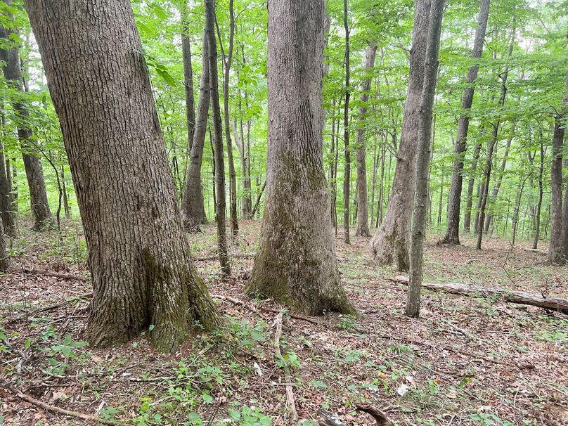 Braxton, WV 46 AC Cooper-68