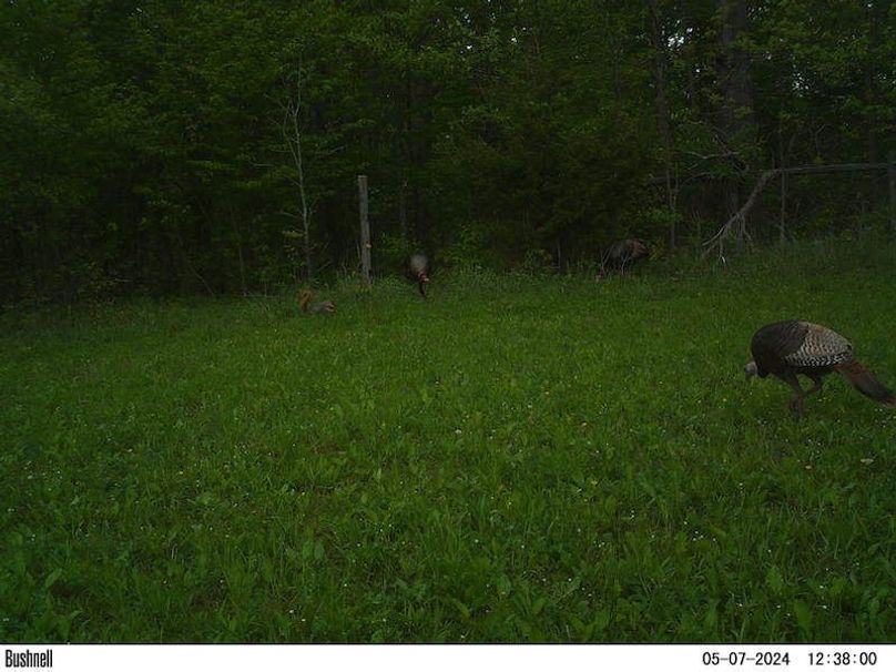 3 Turkeys & squirrel