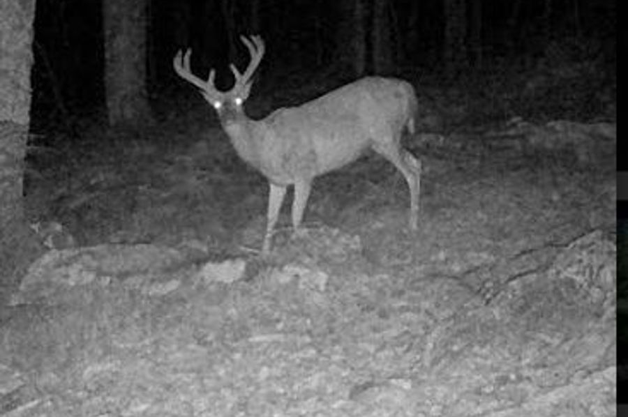 Buck 2