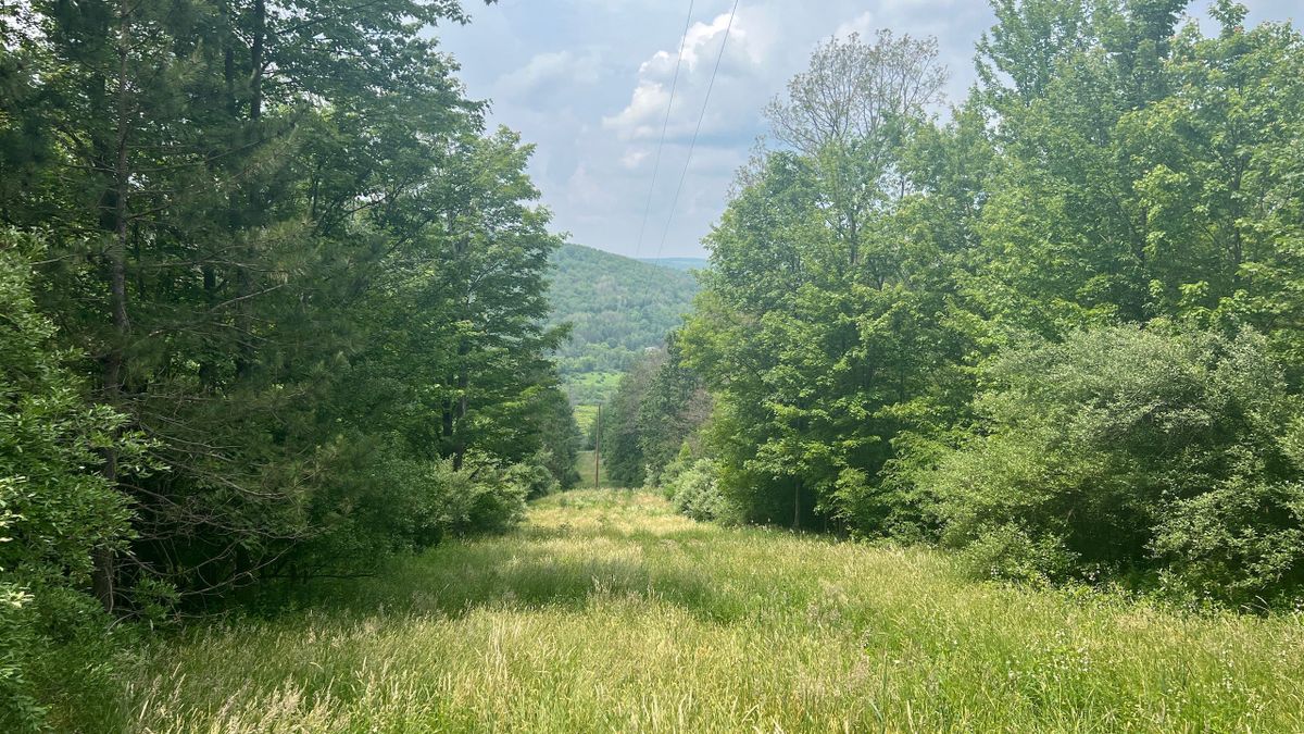 Recreational Wooded Property, OGM Rights & Timber Value | Whitetail ...