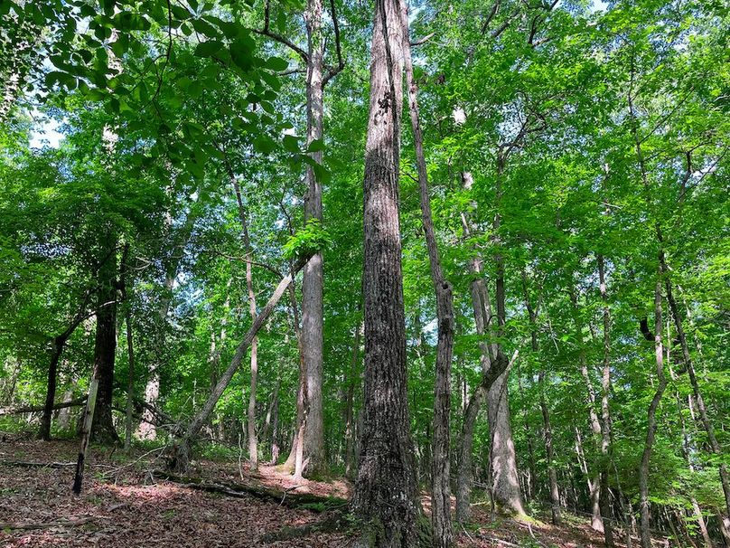 Haralson GA 100 McIntyre-48