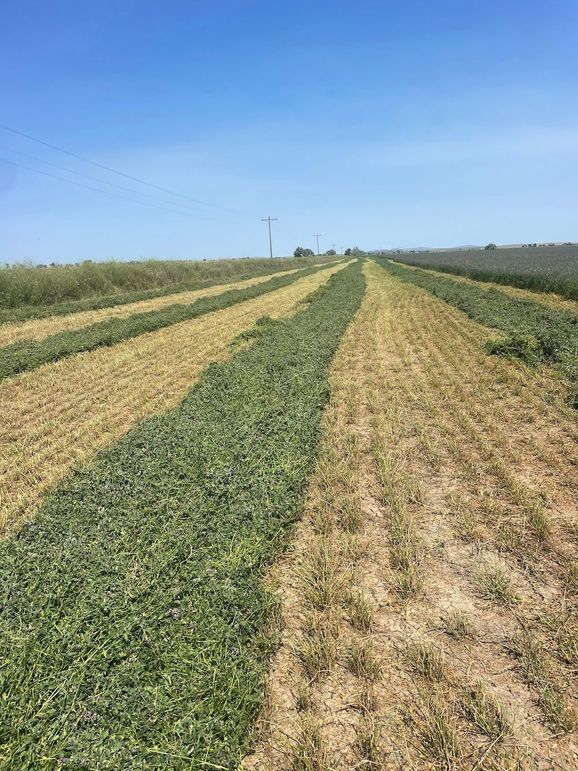085-2nd cutting alfalfa