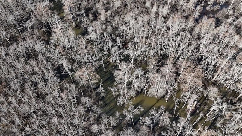 swamp20260501_0207
