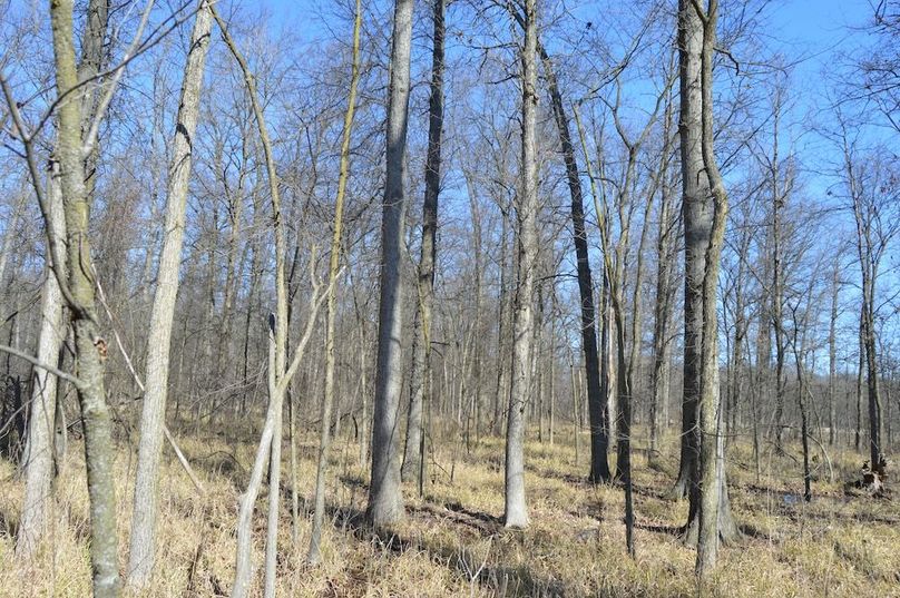 View of woods along East border