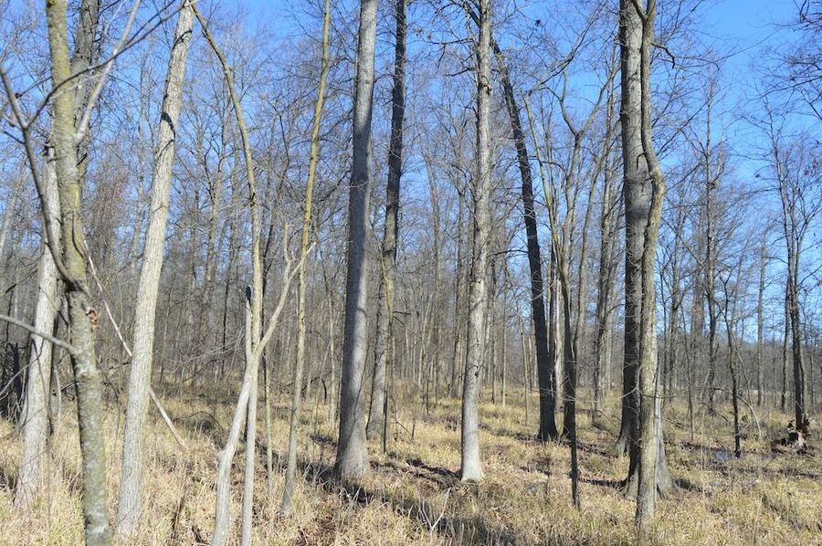 View of woods along East border
