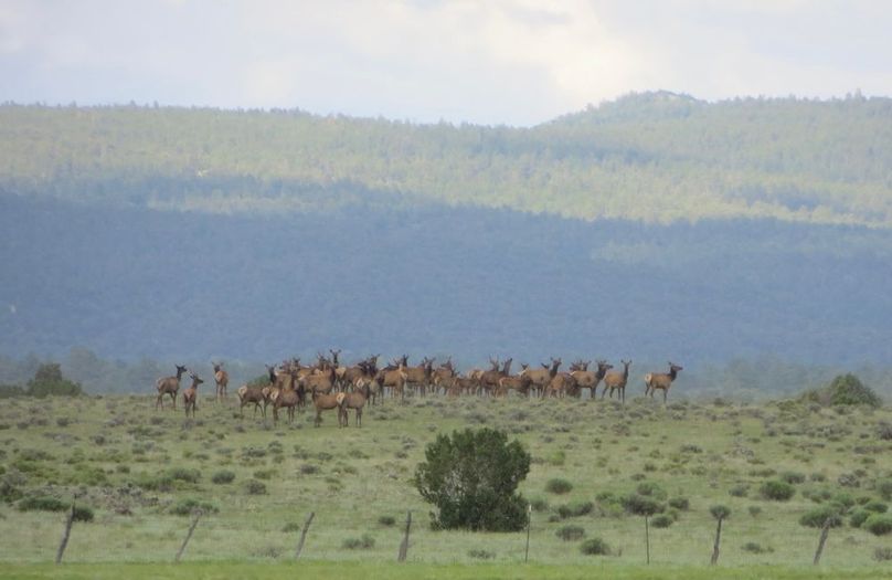 Cow elk group summer time