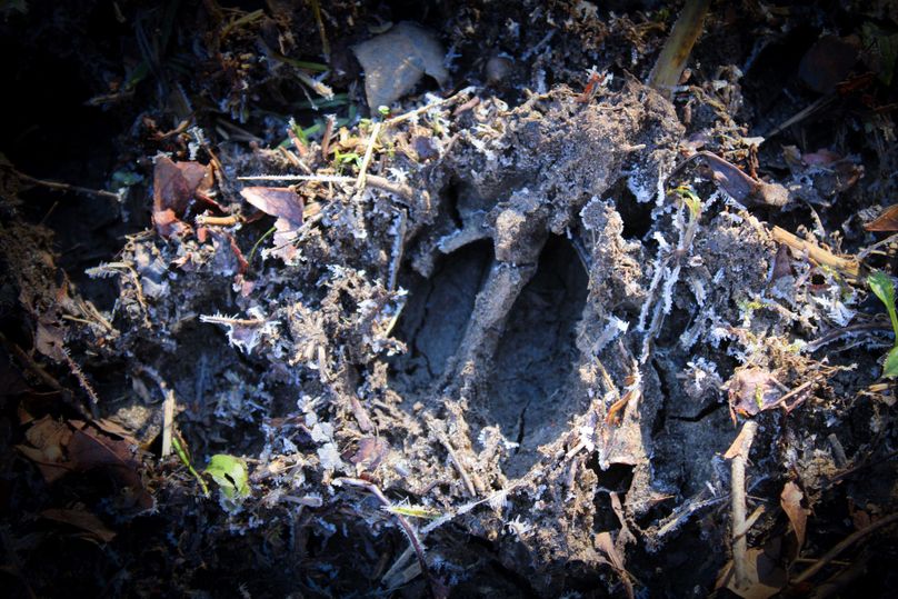 010  nice deer tracks littered throughout