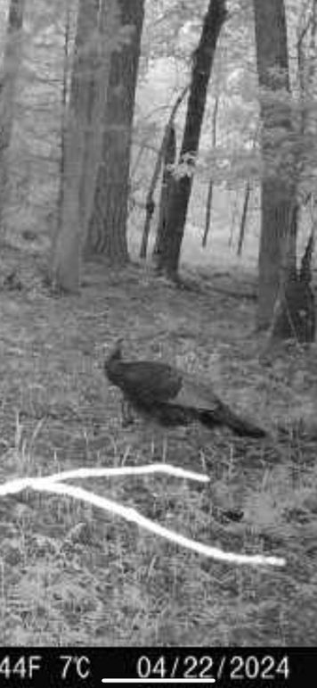5-TrailCam