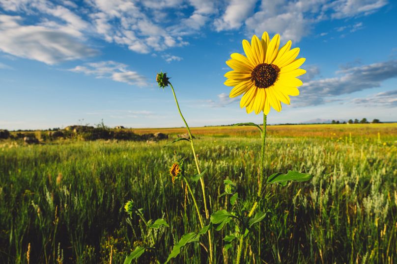 Douglas CO 35 Prettyman - 015 Flower