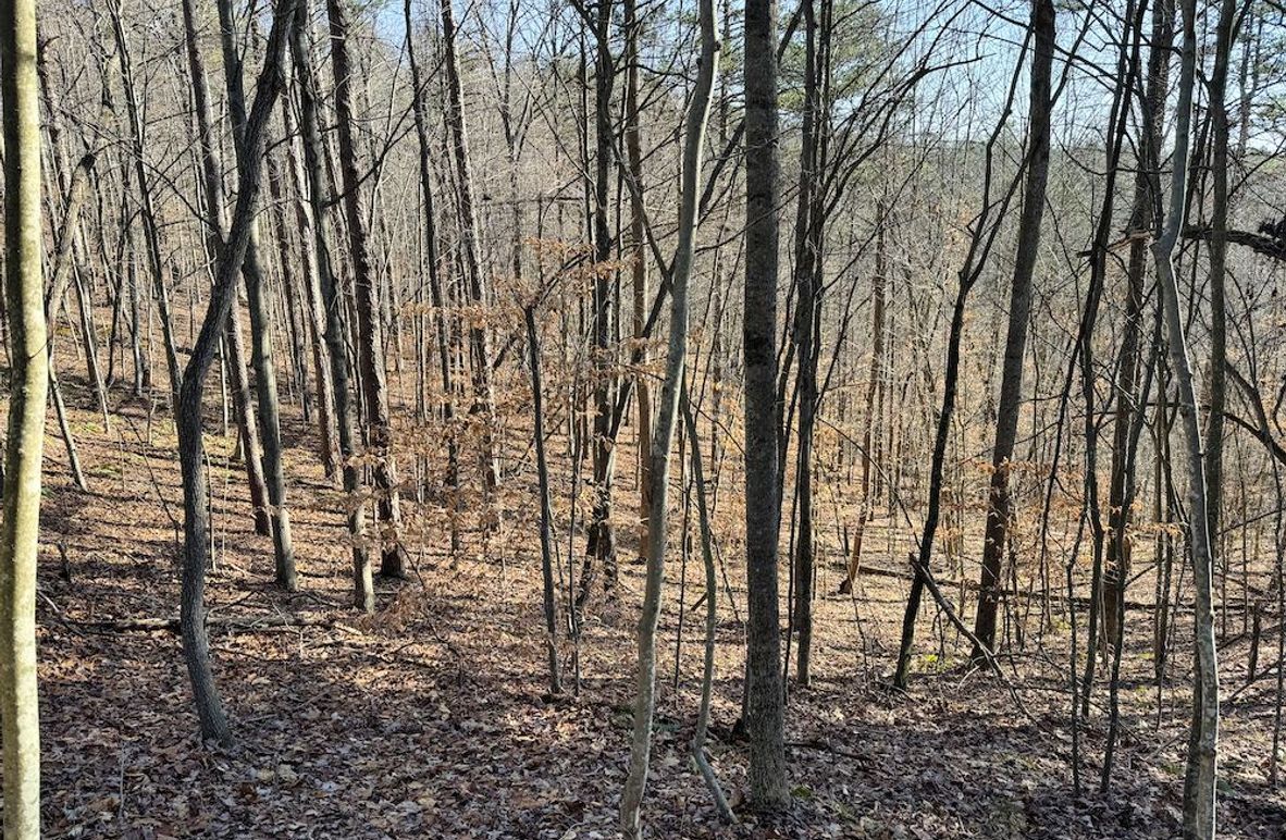 003 beautiful mix of hardwoods throughout the tract
