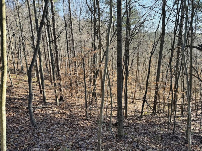 003 beautiful mix of hardwoods throughout the tract