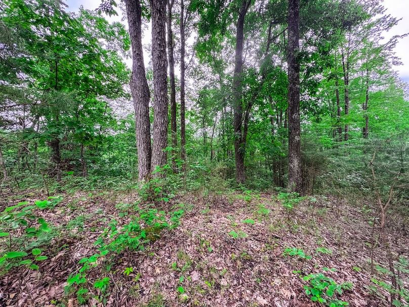 Tyler, WV 313.87 AC -31