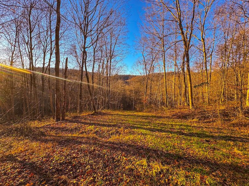 Pleasants_Wood 169.97 AC Cokeley-14