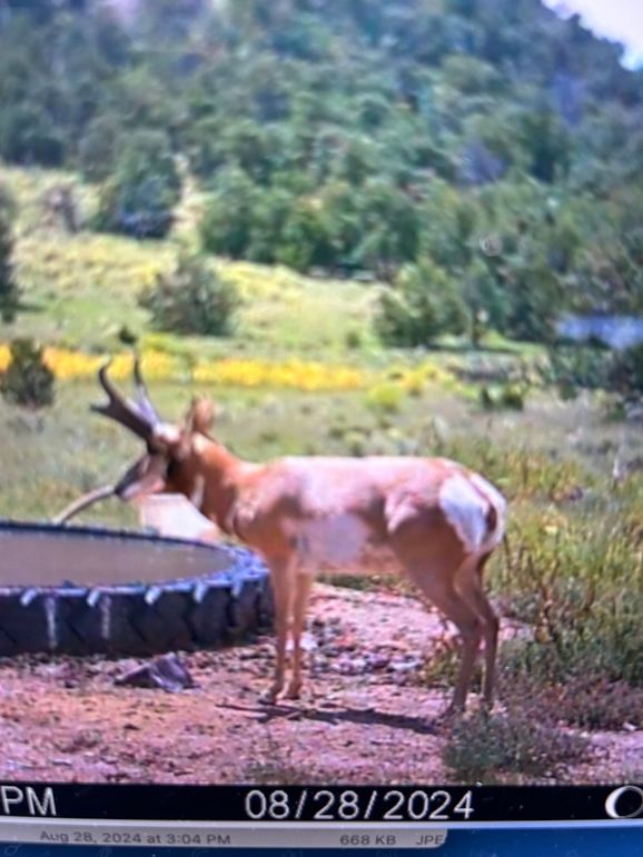 49 Pronghorn