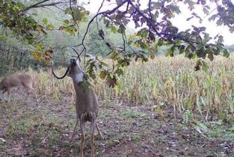 Copy of 934 Deer 11 Large