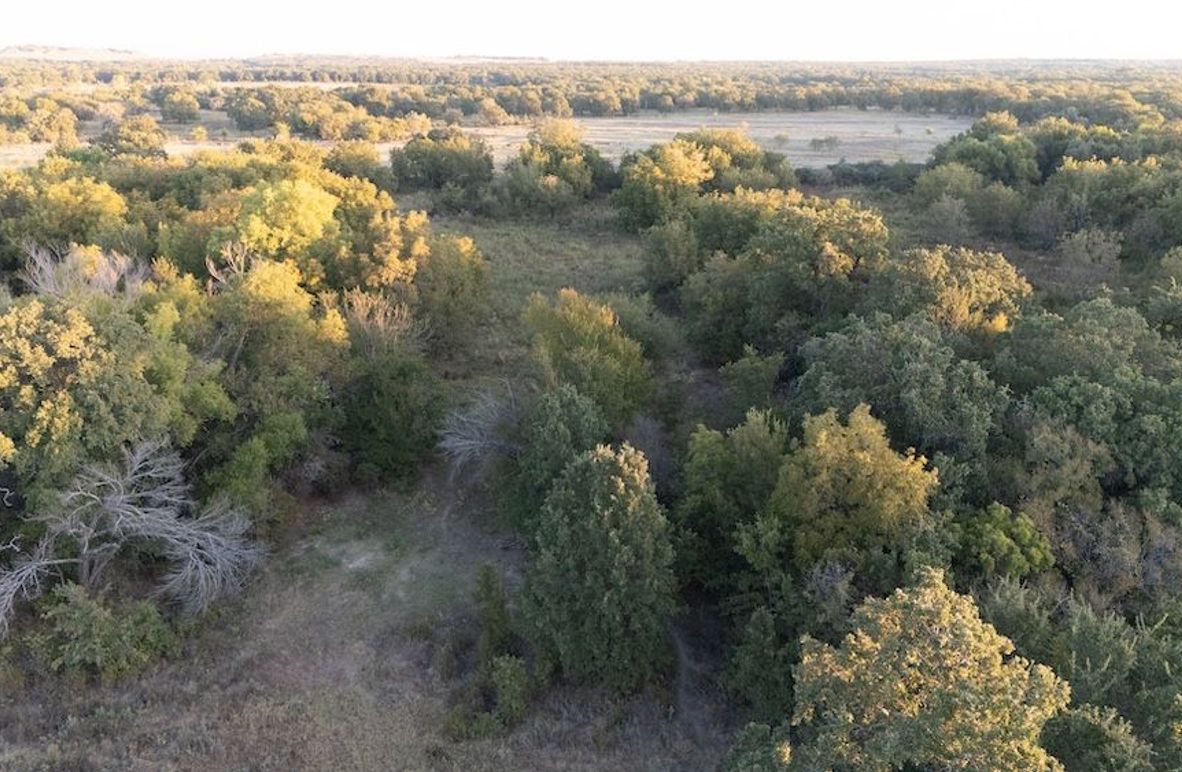 3.Mature Oaks and Seasonal Creek