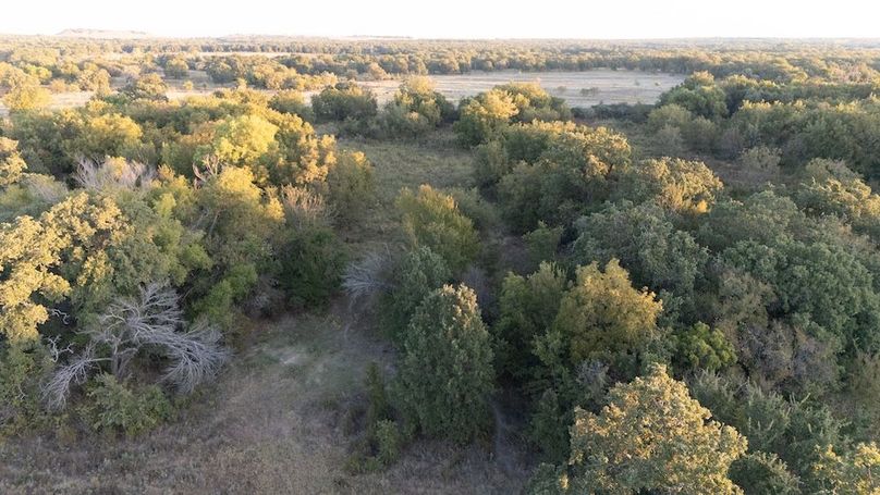 3.Mature Oaks and Seasonal Creek