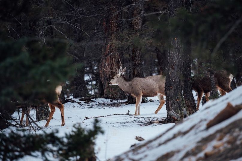 Park Co 3.0 Land Buff LLC - 028 Mule Deer