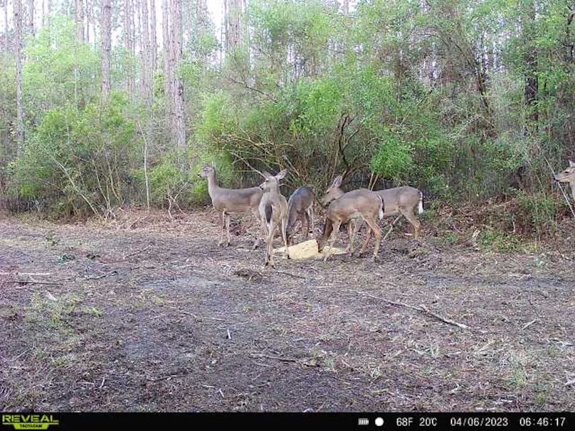 Trail Cam 1